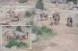 Elephants at San Diego Zoo form 'alert circle' to protect youngest calves during earthquake: video