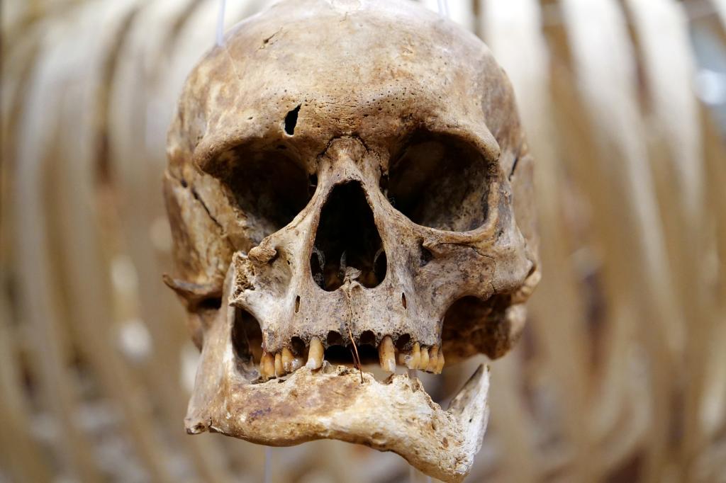 Bones of human skull