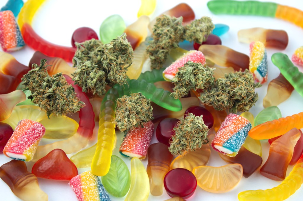 Dried marijuana buds lie among THC-infused gummy candies. 