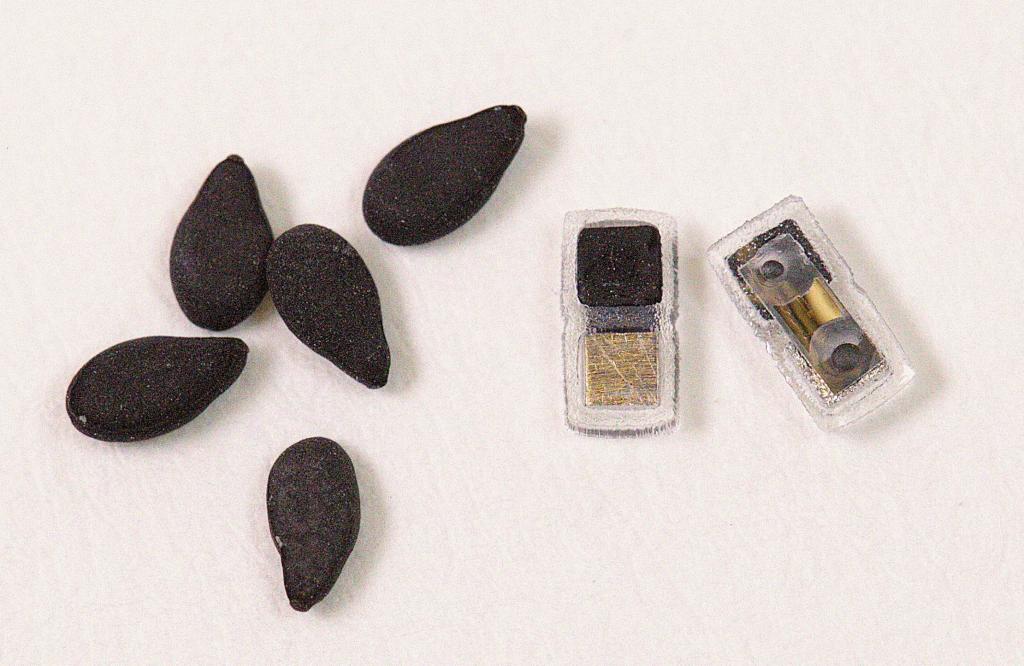 Two tiny pacemakers sit next to apple seeds for scale.