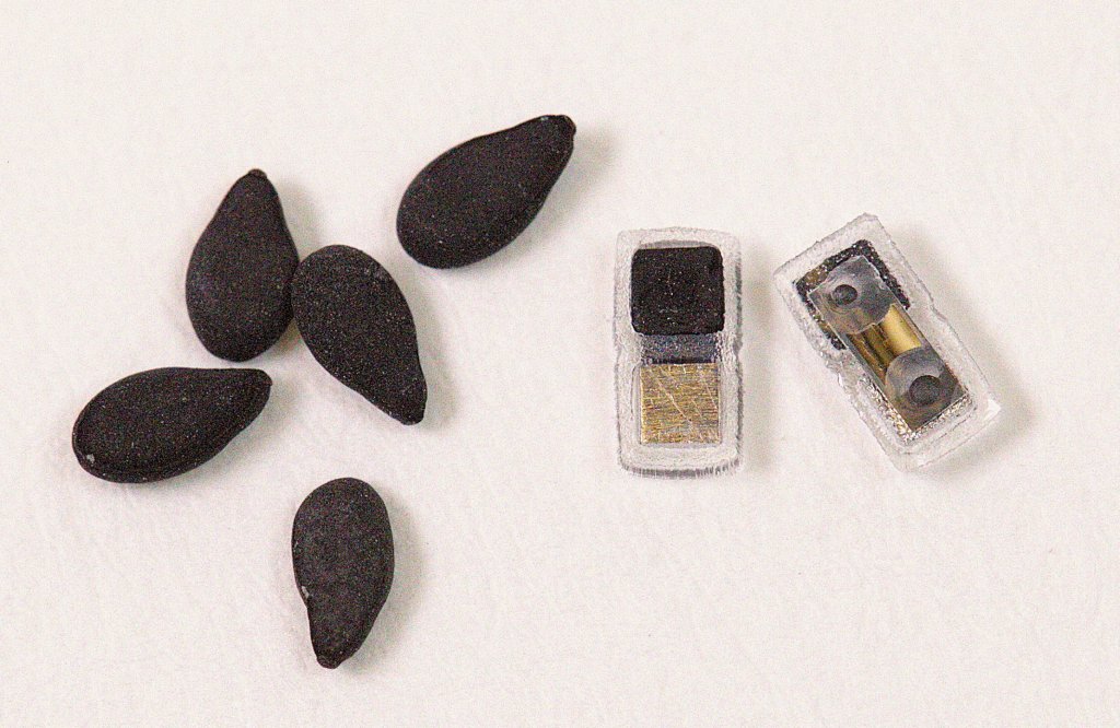 Two tiny pacemakers sit next to apple seeds for scale.