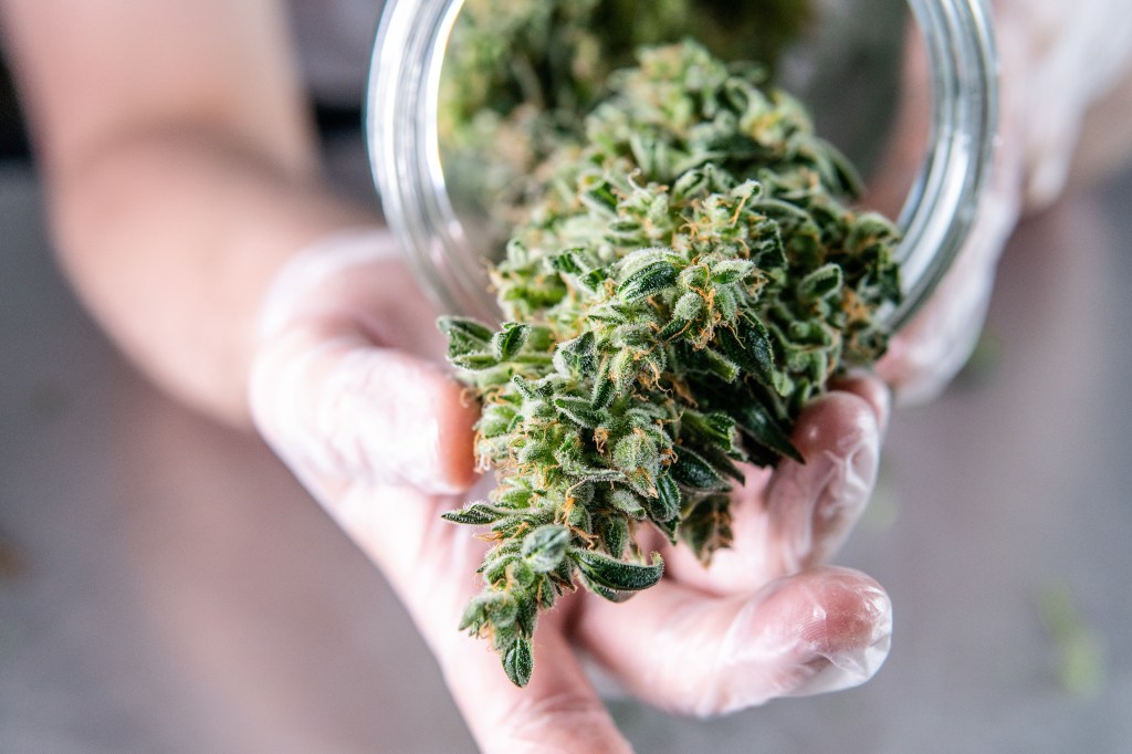 Marijuana flower in a storage glass. 