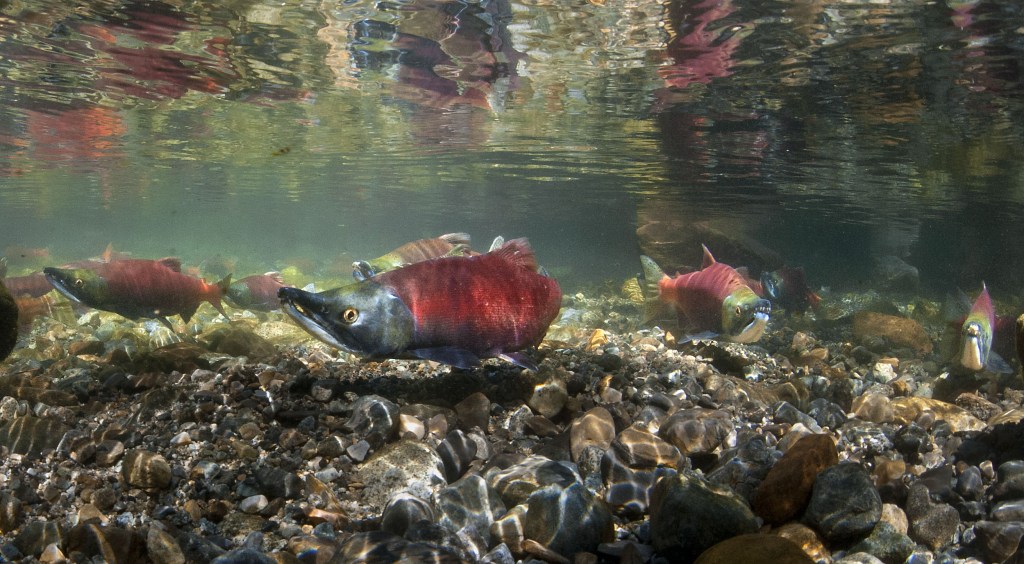 Mature Kokanee salmon spawning in Taylor Creek near Lake Tahoe, California with destroyed beaver dams in the background