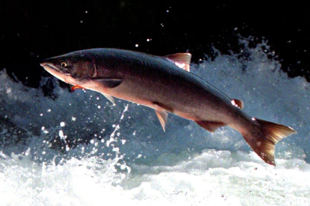 A sockeye salmon jumps from the water Friday, July 5, 2002, while trying to navigate the Russian River Falls near Cooper Landing, Alaska. 