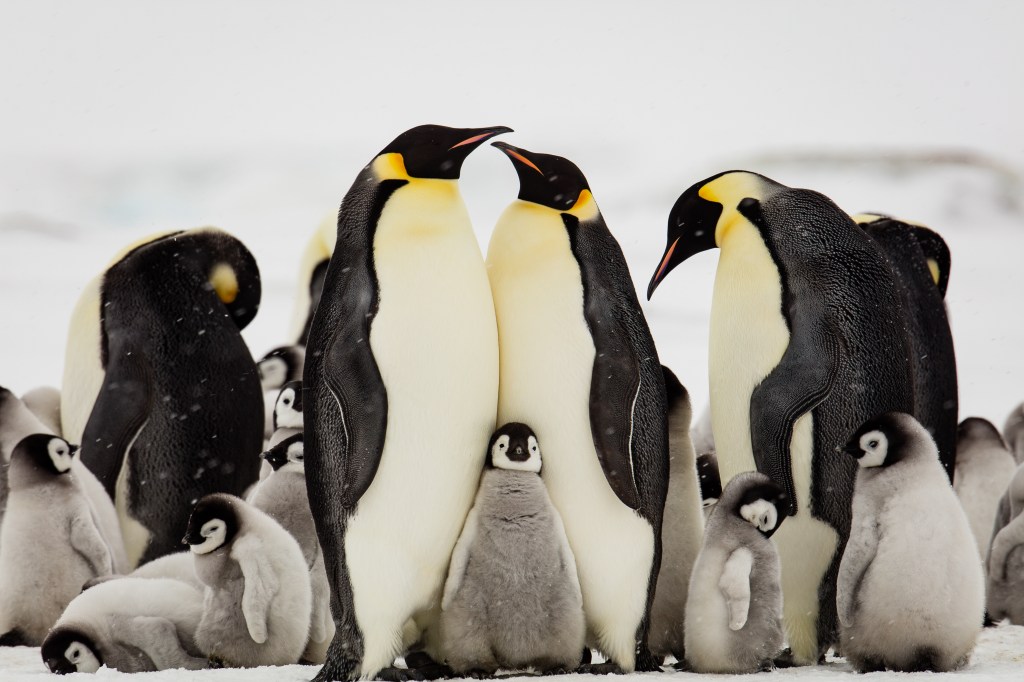 A young fluffy emperor penguin chick nestled between its parents in snowy Antarctica with a larger penguin colony huddled in the background for warmth.