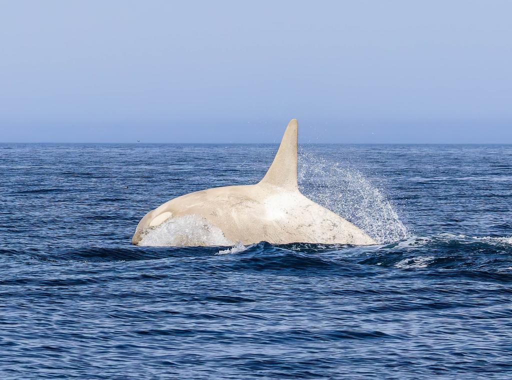 white whale
