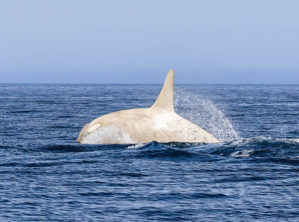 white whale