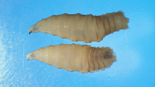 The screwworm can also infect birds, deer and humans. 