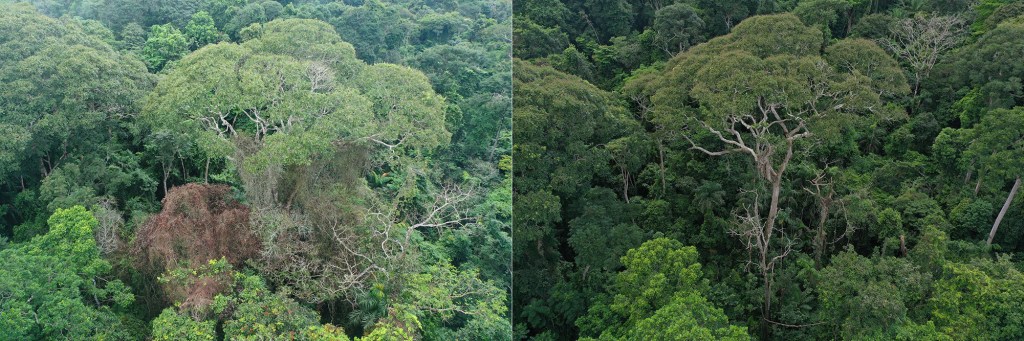 A tonka bean tree just after being struck by lightning in 2019 (left) versus two years later (right).