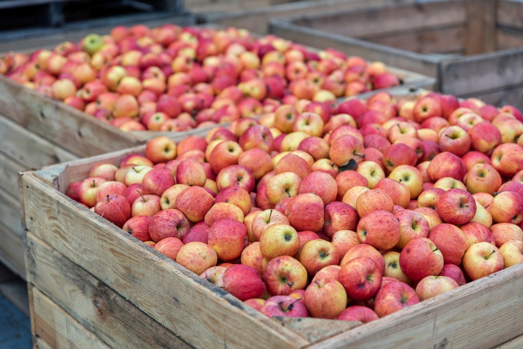 Wooden crates filled with fresh red apples on a farm, ready for juice pressing