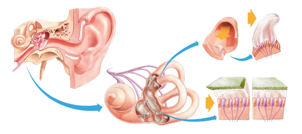 Diagram illustrating the vestibular system with focus on otolithic organs in the inner ear responsible for balance and stability