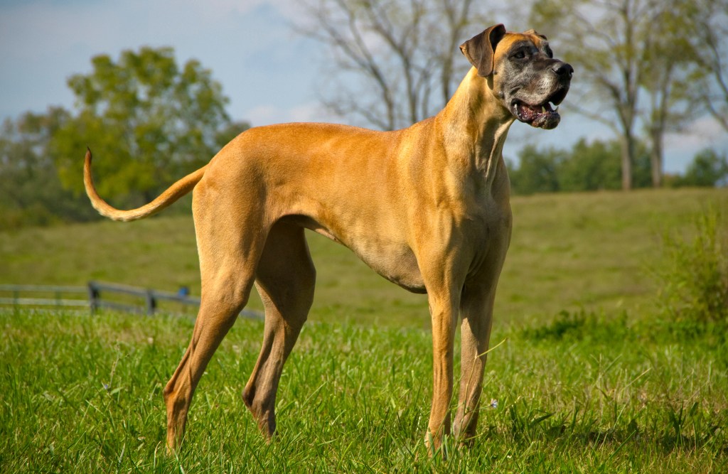 A Great Dane in a field. 