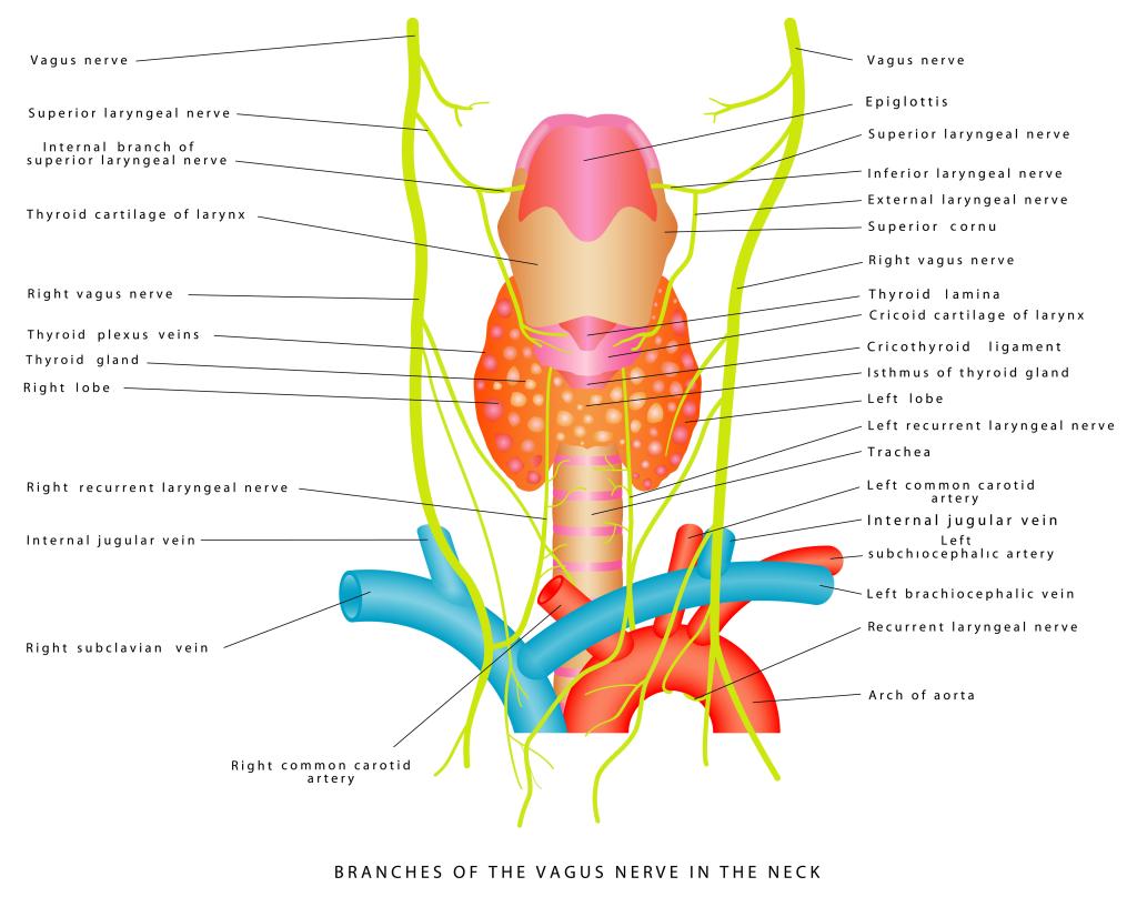 This diagram shows the branches of the vagus nerve in the neck.