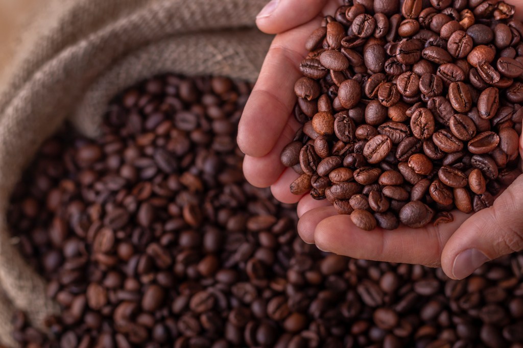 Crop close-up view of sack of fresh coffee beans with hands holding the beans