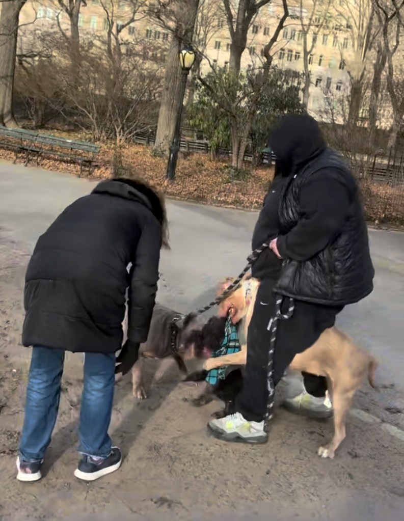 Lauren Block's shih tzu;s attacked.