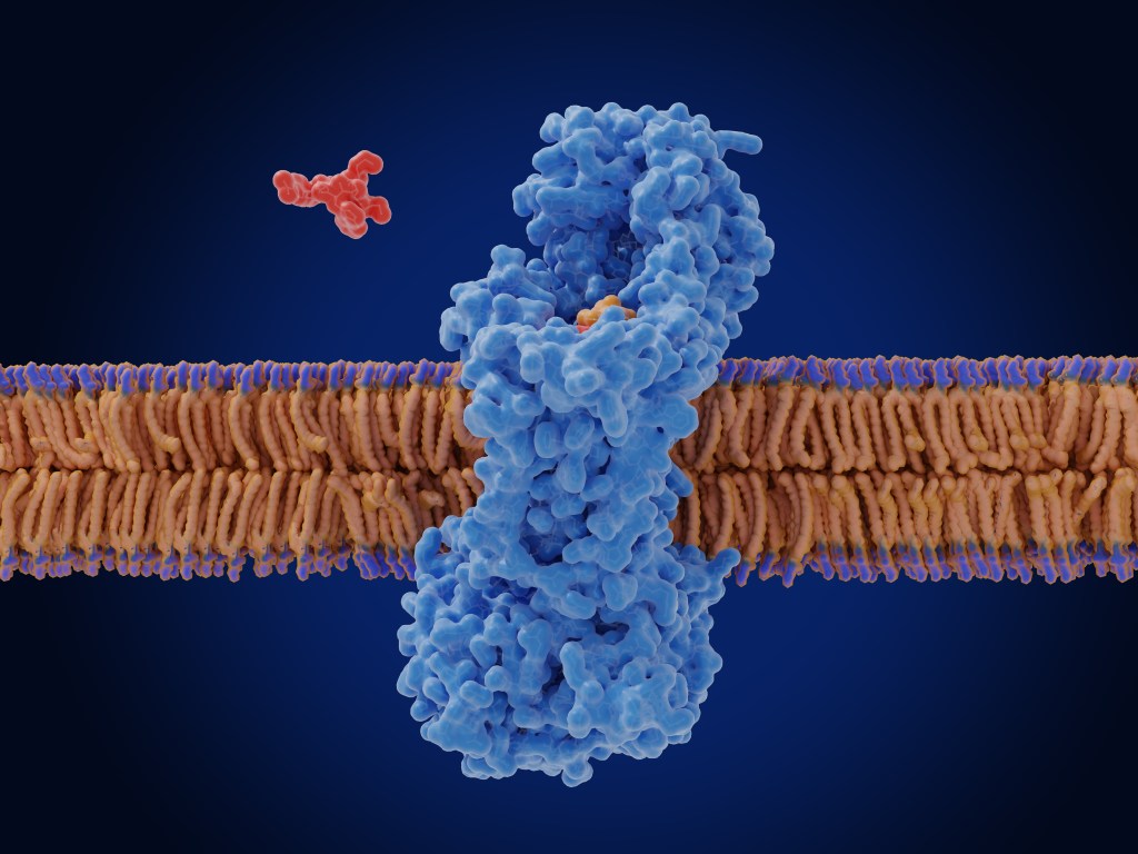 A new antibiotic (zosurabalpin, red) traps lipopolysaccharide (orange) in the intermembrane transporter of the Gram-negative bacterium Acinetobacter baylyi