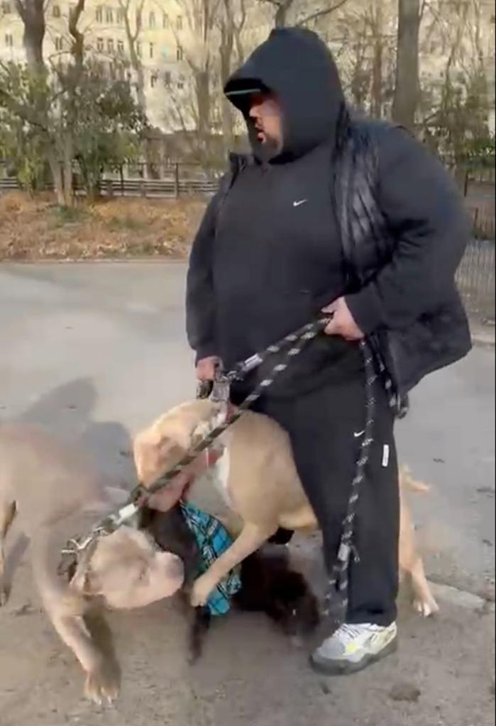 Savage pit bulls in Central Park.