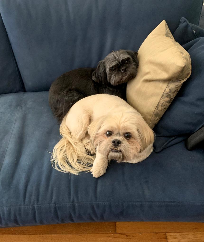 Shih tzu mixes Grover and Chuckie.