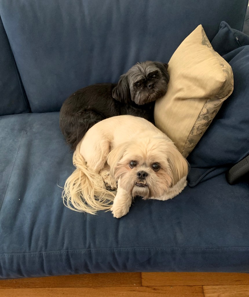 Shih tzu mixes Grover and Chuckie.